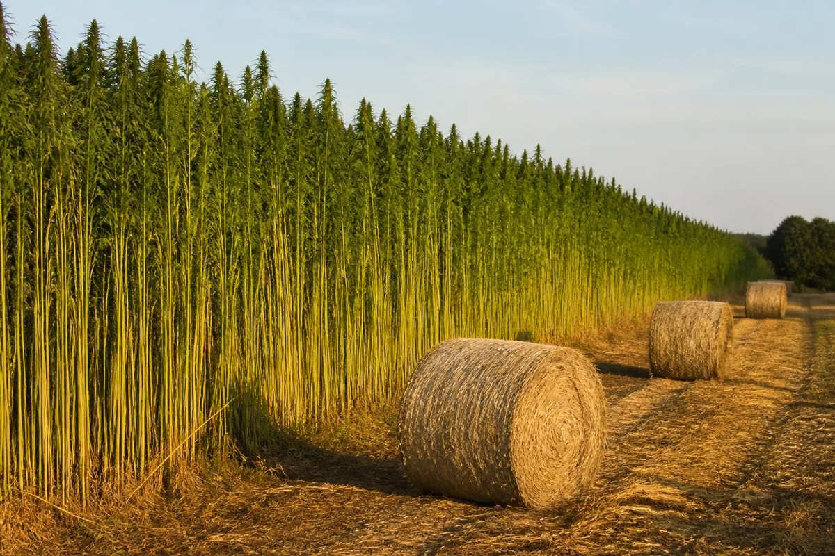 Chènevotte et fibre : deux coproduits, deux usages